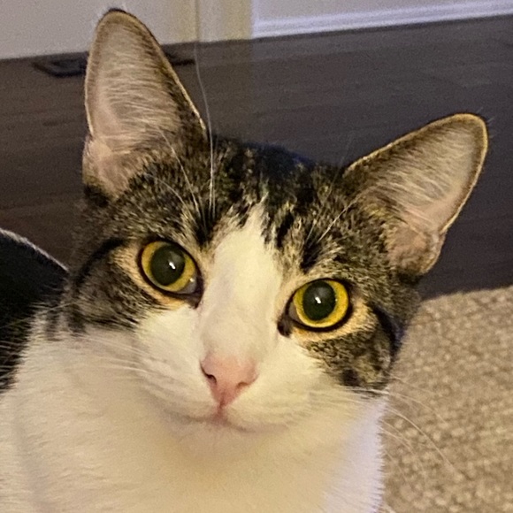 Meet your Posher, Heidi - Picture 2 of 3